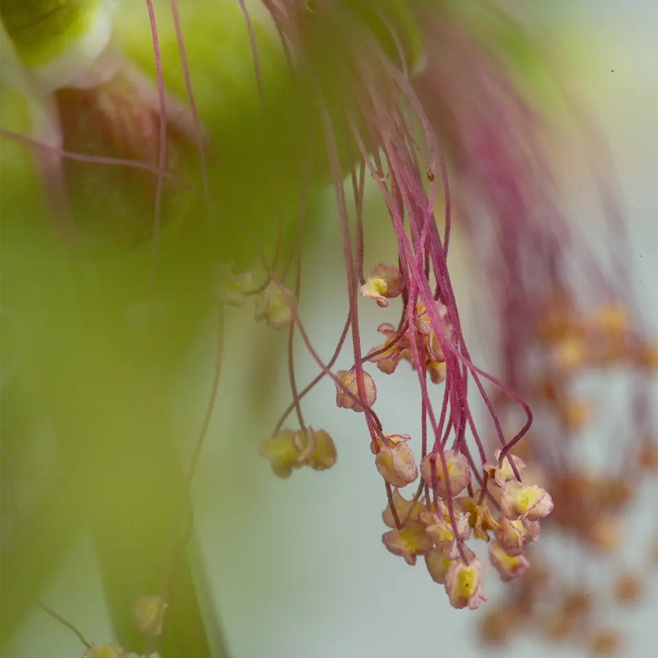 Blüten der Pimpinelle