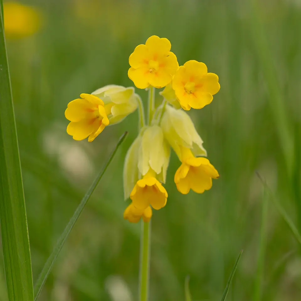 Blüten der echten Schlüsselblume