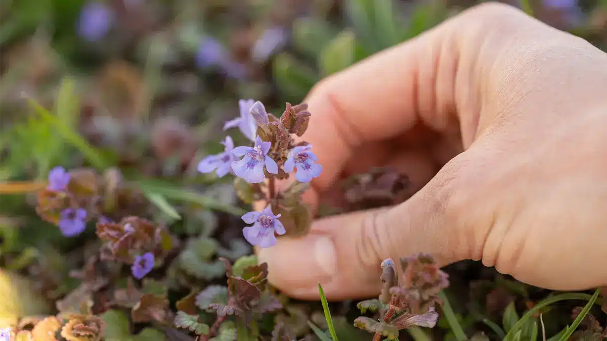 Gundermann ist ein wertvoller Bodendecker im Mai