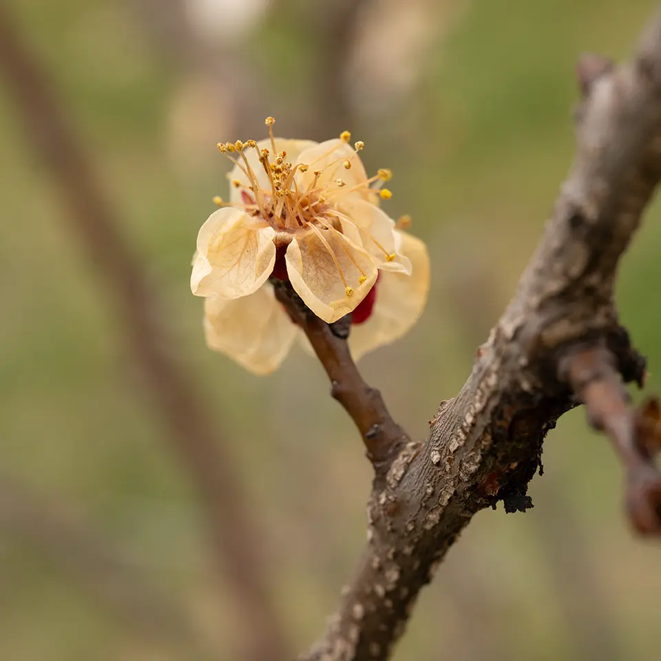 Braune Blüte eines Obstbaums