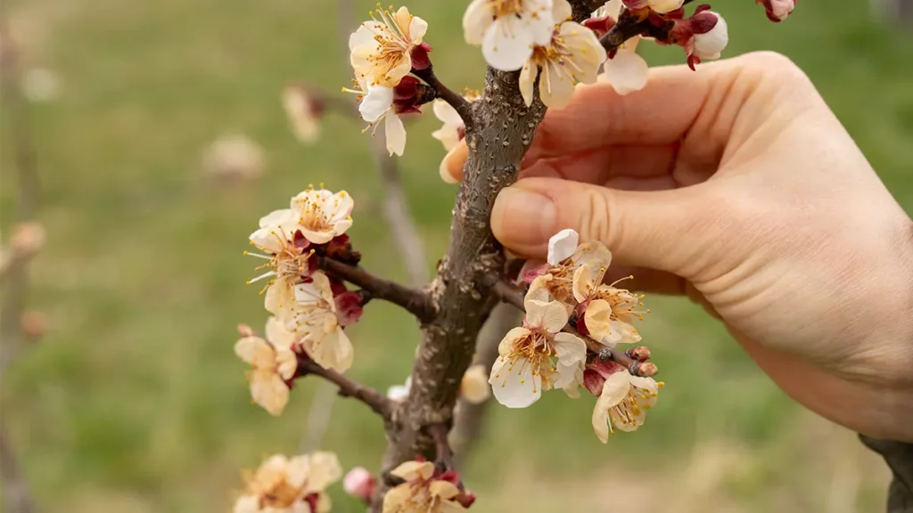 Blüten werden braun nach Frost Ende März – geschädigte Obstblüten am Baum erkennen