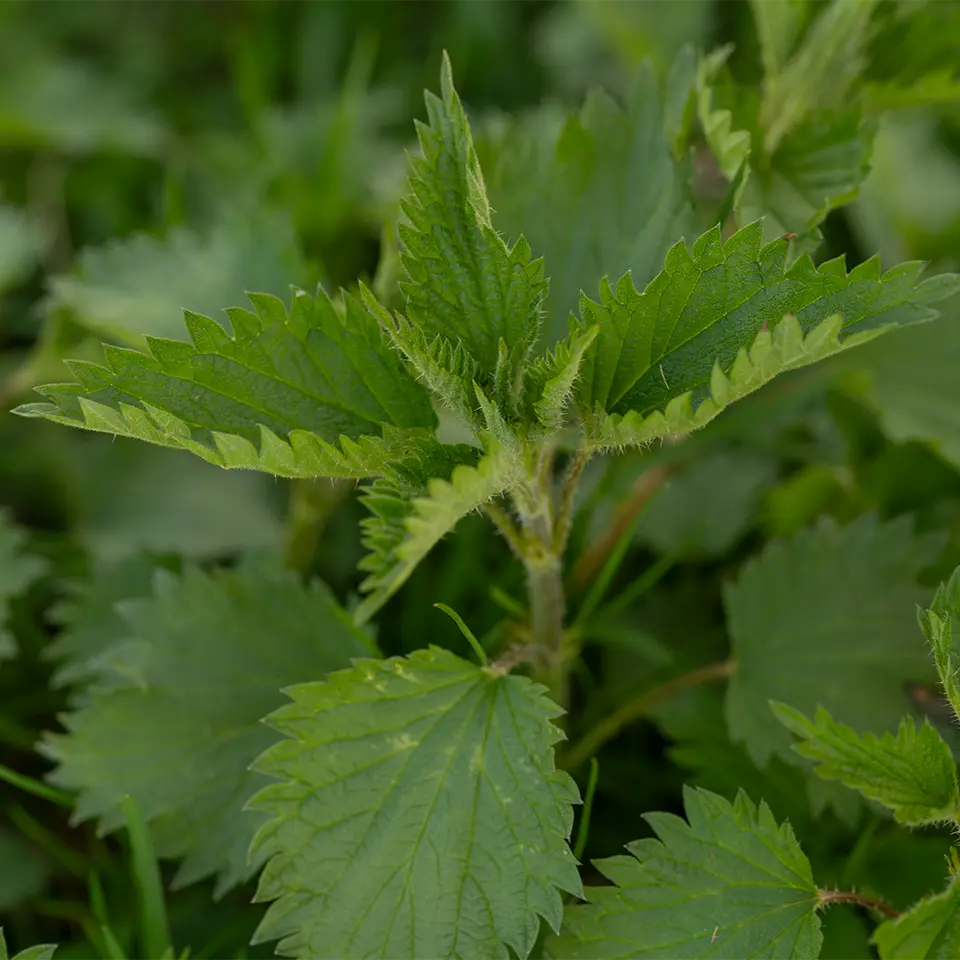 Brennnessel ist eine alte Nutzpflanze