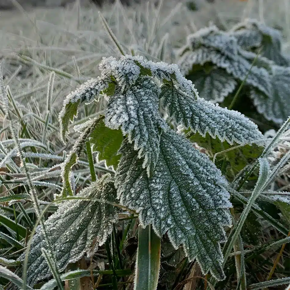 Brennnessel mit Frost