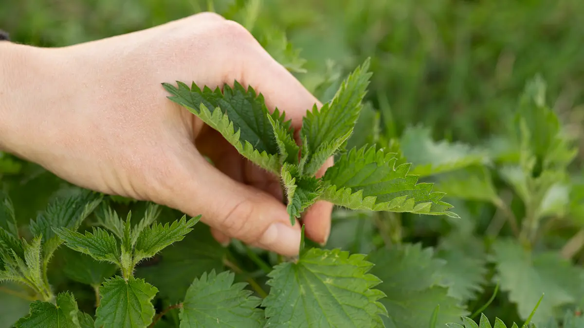 7 Brennnessel Rezepte im April