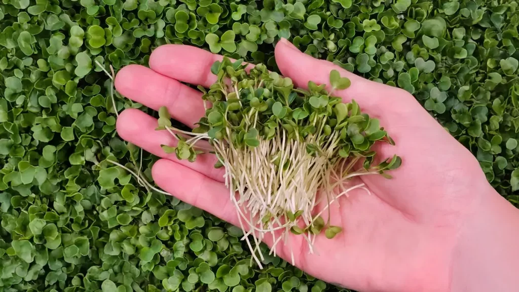 Frisch geerntete Brokkoli-Keimlinge wenige Tage nach der Aussaat auf der Fensterbank