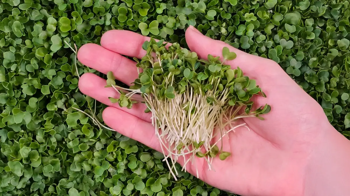 Frisch geerntete Brokkoli-Keimlinge wenige Tage nach der Aussaat auf der Fensterbank