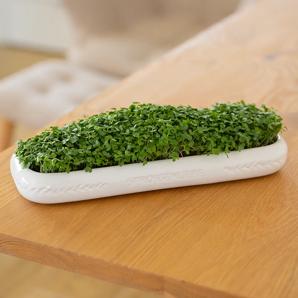 Brokkoli in der Anzuchtschale