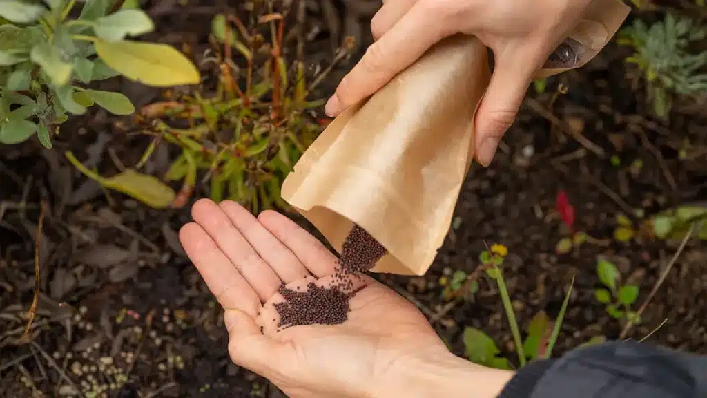 Brokkolisamen werden im Oktober in Erde gesät – gesunde Herbstsaat für Microgreens