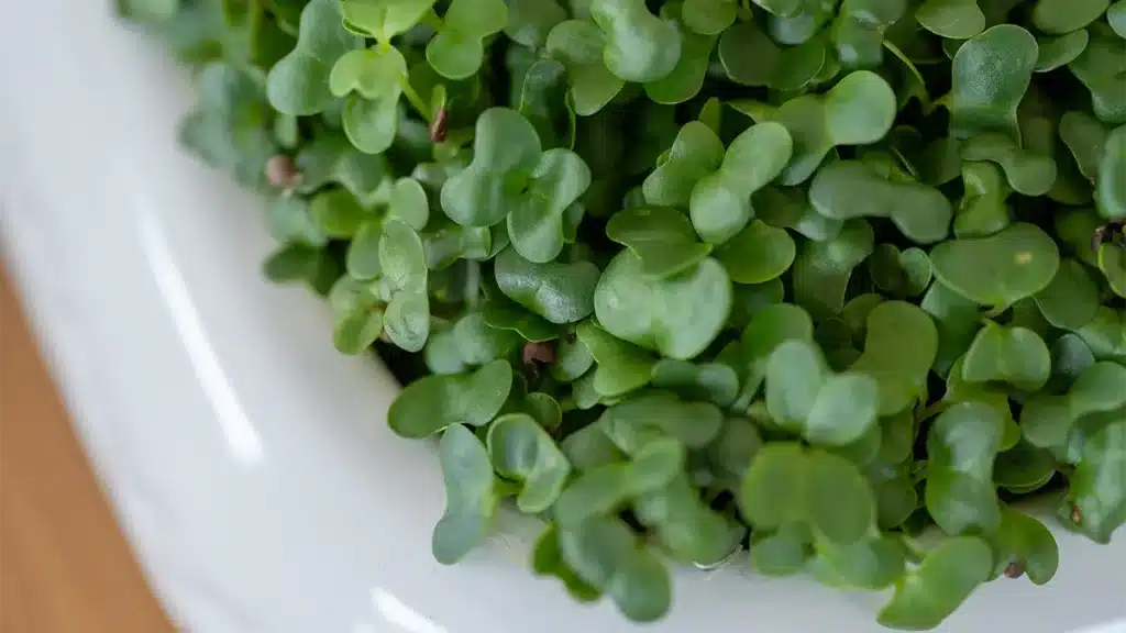 Brokkoli im September anbauen – frische Microgreens mit hohem Sulforaphan-Gehalt