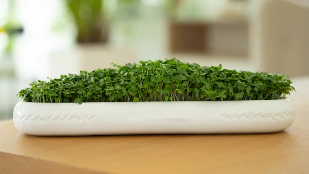 Brokkoli-Microgreens im September in nachhaltiger Keramik-Anzuchtschale auf Naturfaservlies ziehen