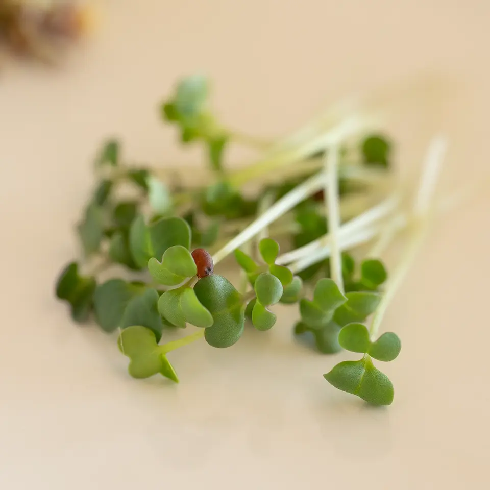 Junge Brokkoli Keimlinge