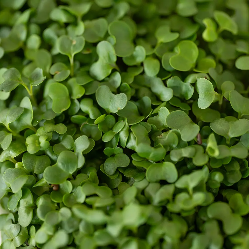 Junge Brokkoli Pflanzen