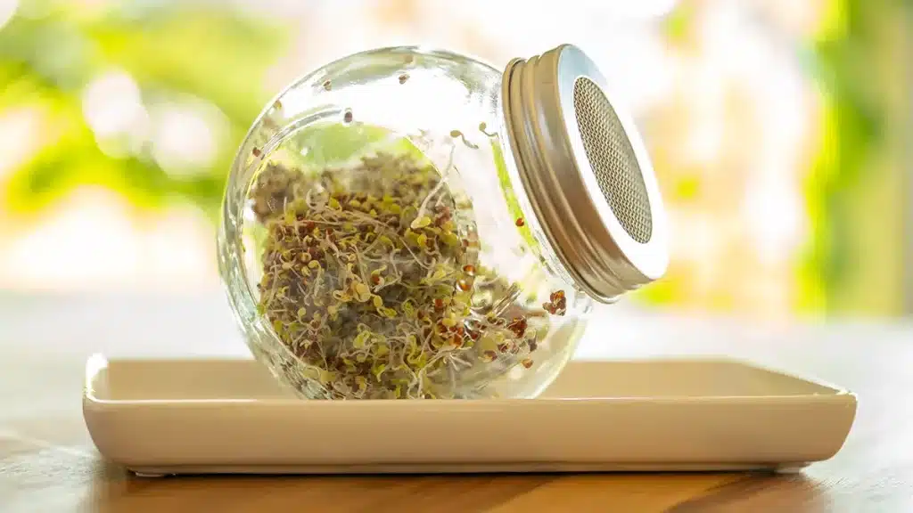 Frische Brokkoli-Sprossen im Keimglas auf einer hellen Fensterbank – ideal für die Anzucht im Dezember.