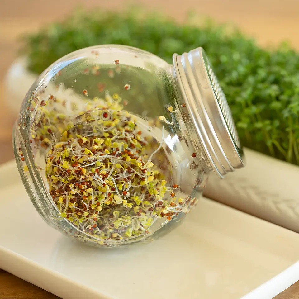 Brokkoli Sprossen im Keimglas