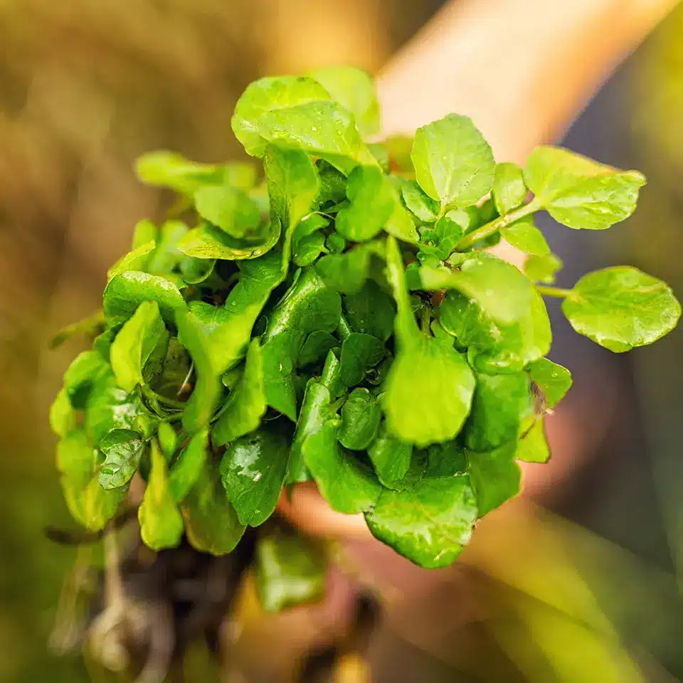 Frische Brunnenkresse im Dezember