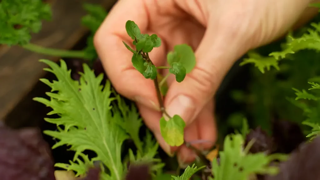 Brunnenkresse im Dezember