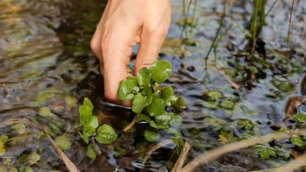 Brunnenkresse im Februar nutzen