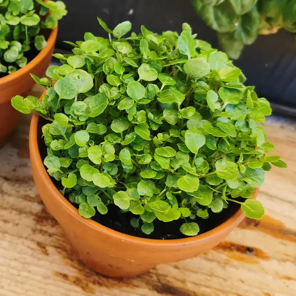 Anbau von Brunnenkresse in der Küche