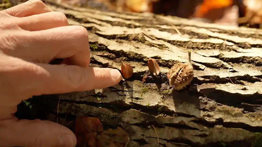 Bucheckern im Oktober sammeln – geöffnete Schalen auf Baumrinde im herbstlichen Wald