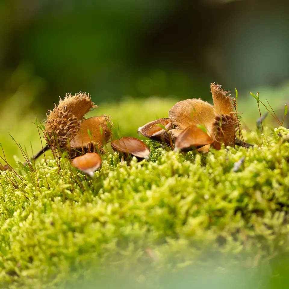 Bucheckern im Wald