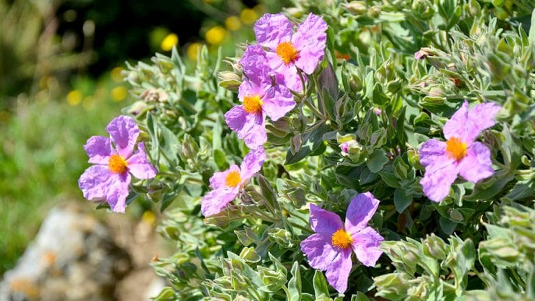 Cistus incanus (Zistrose) Unser Tipp in der Erkältungszeit