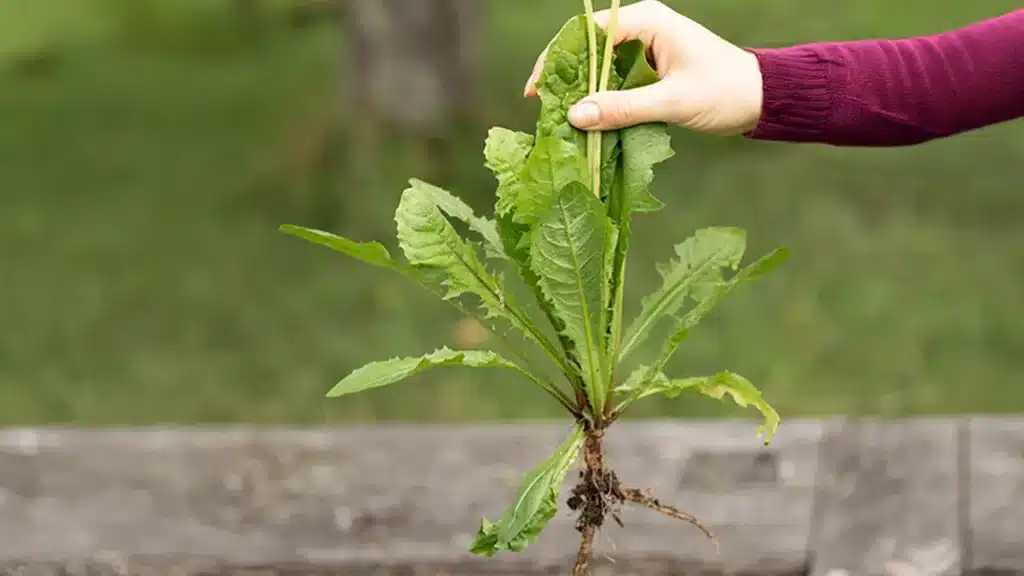 Heimische Wildwurzel frisch ausgegraben – Beispiel für die wichtigsten essbaren Wurzeln, die man im November noch finden kann.