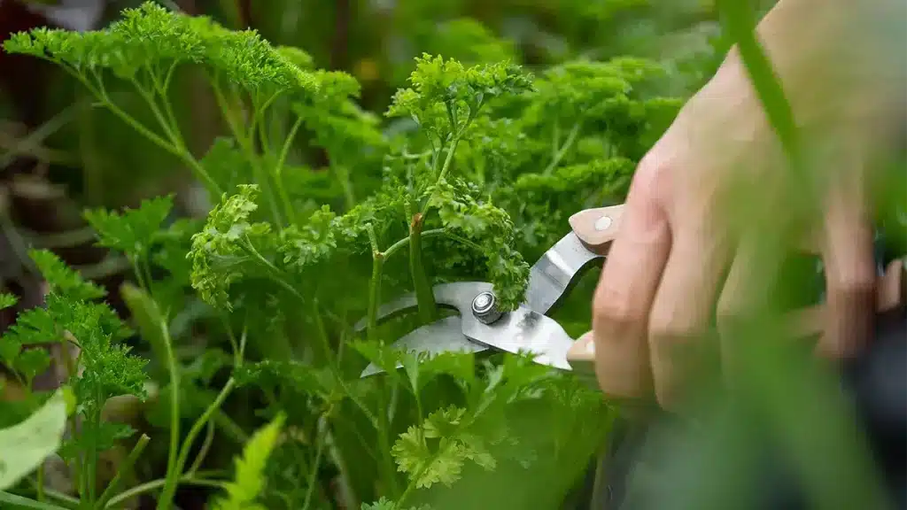 Hand schneidet frische Kräuter im Garten im September