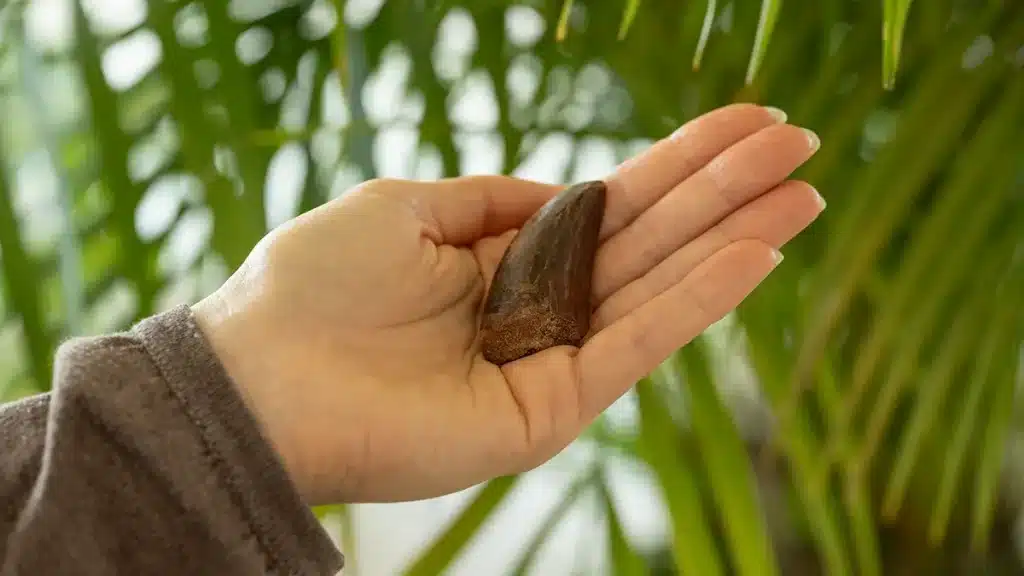 Hand hält einen echten fossilen Dinosaurierzahn vor grünen Pflanzen