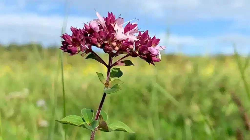 Blühender Dost (Origanum vulgare) im Sommer – heilkräftige Wildpflanze für Hustentee