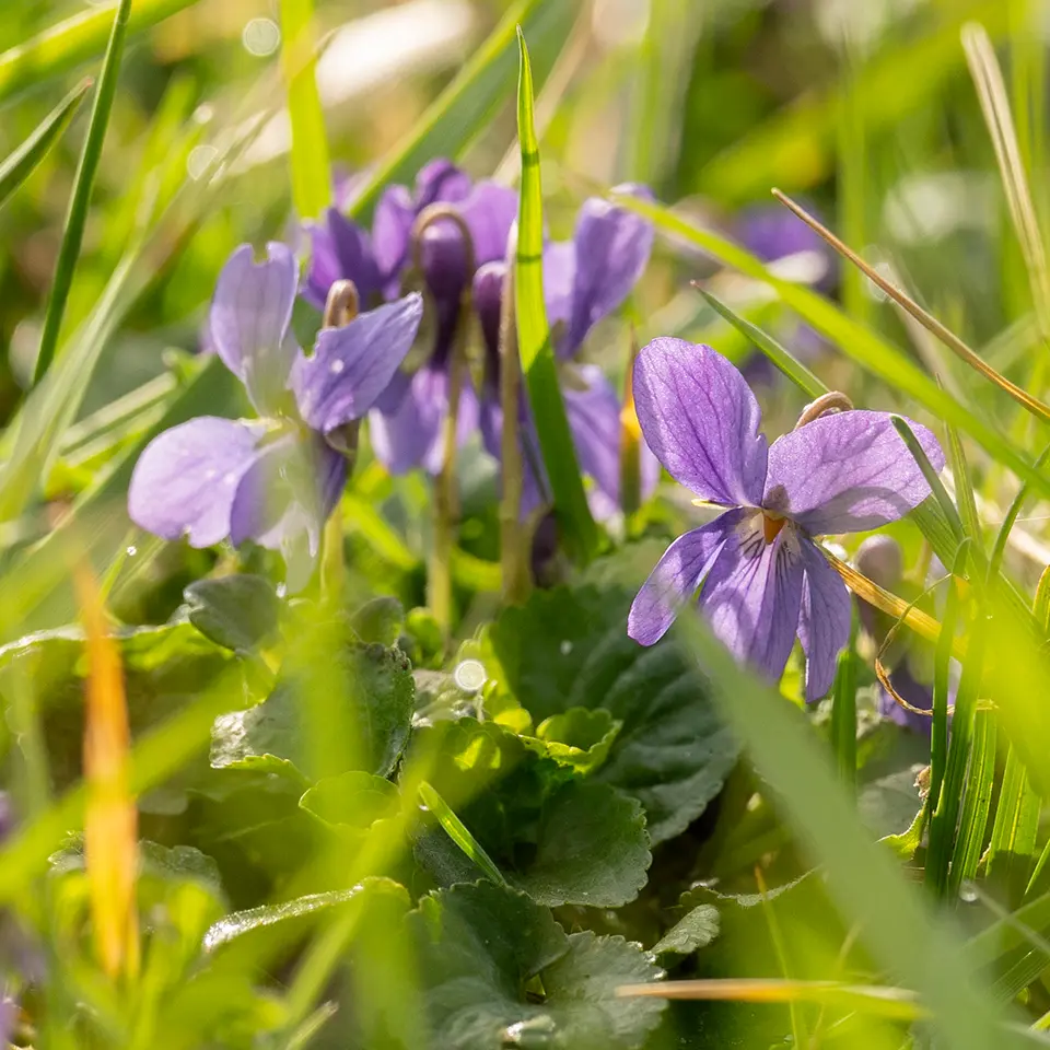 Duftveilchen im Garten