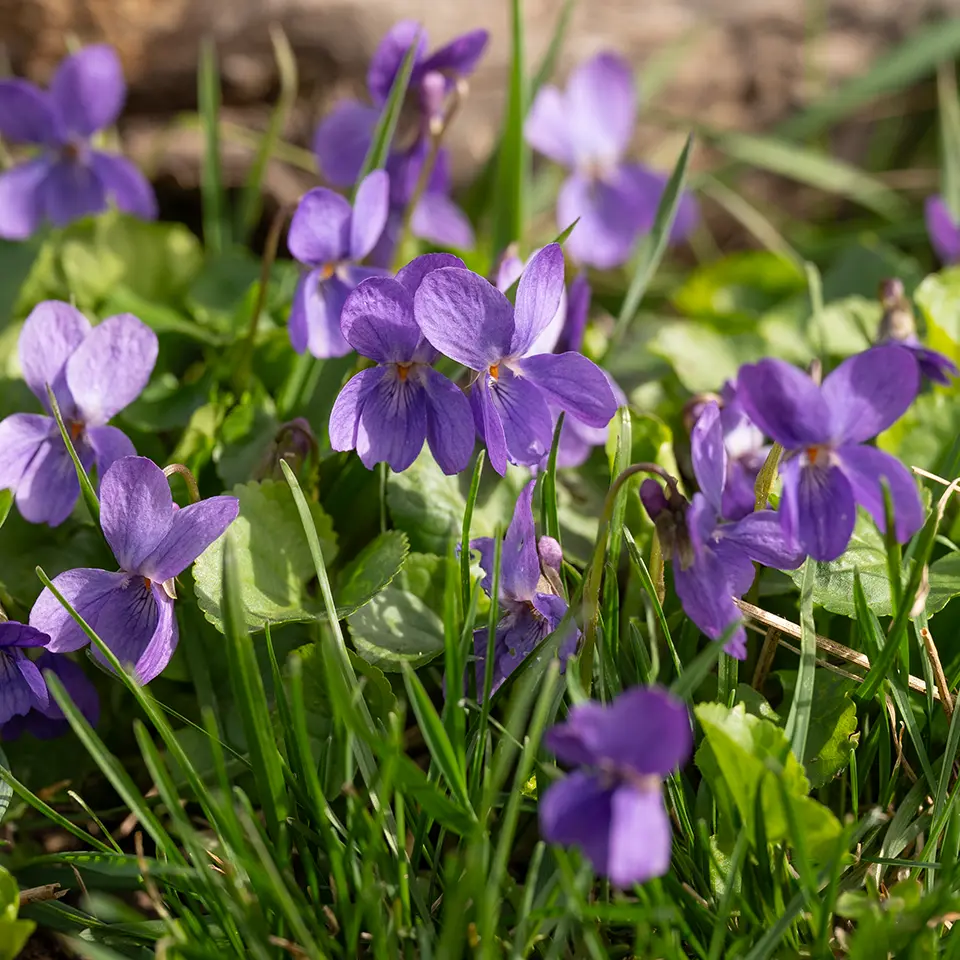 Blühende Duftveilchen im Garten
