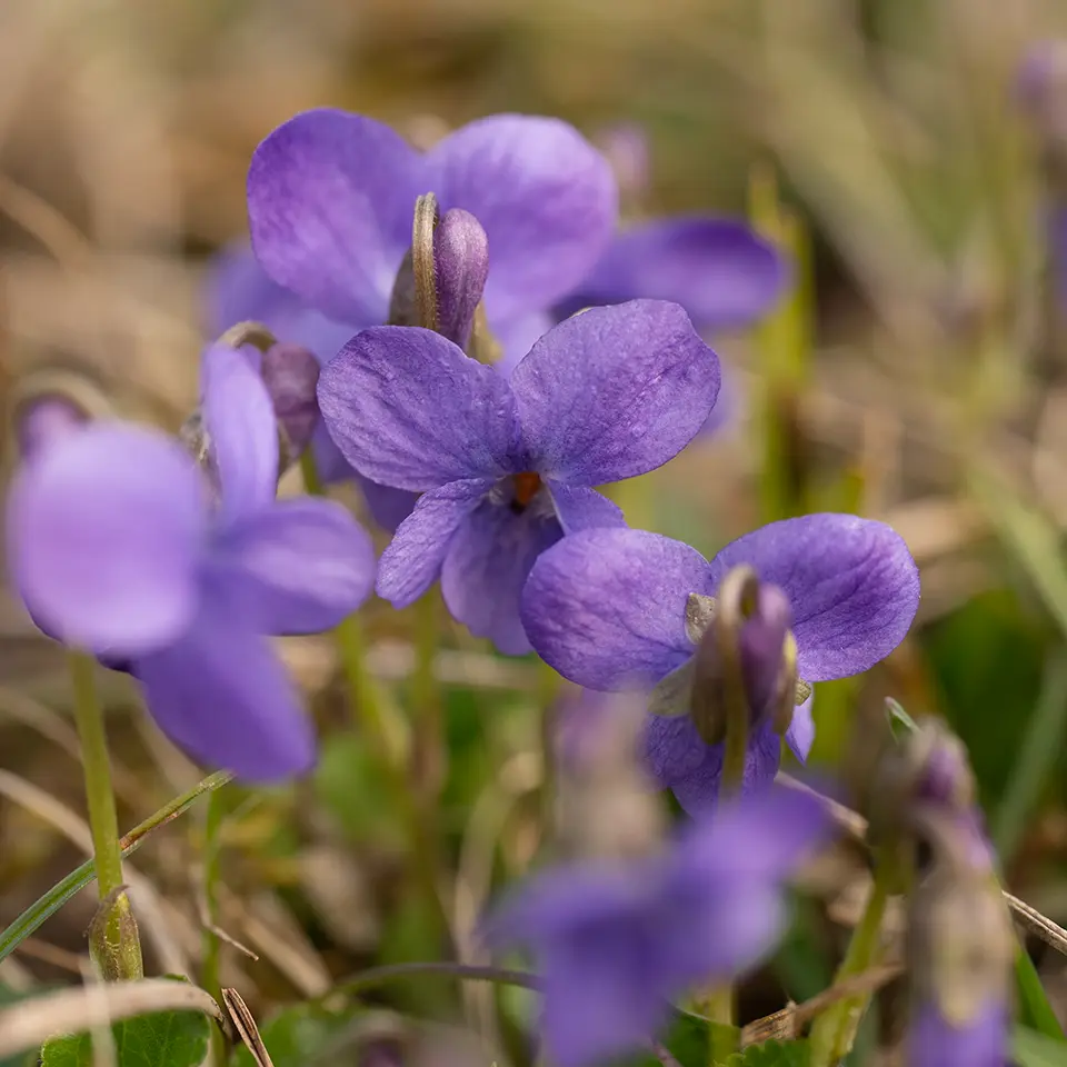 Duftveilchen im März