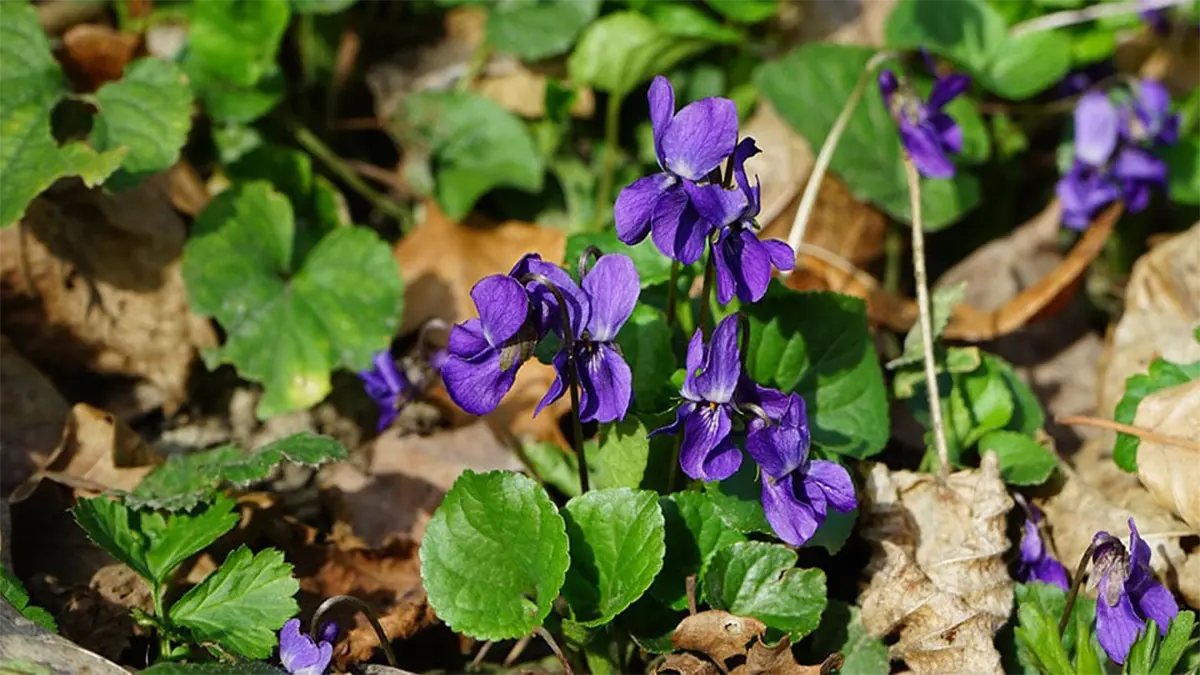 Duftveilchen im März sammeln