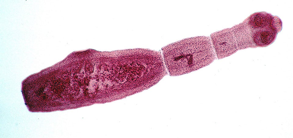 Fuchsbandwurm Echinococcus multilocularis