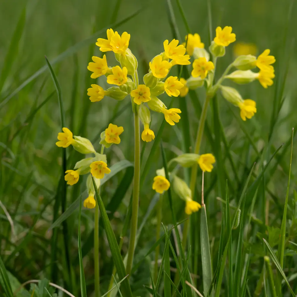 Echte Schlüsselblume