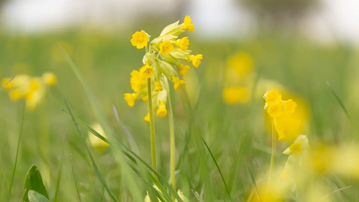 Echte Schlüsselblume im März auf einer Wiese – leuchtend gelbe Frühlingsblume (Primula veris)