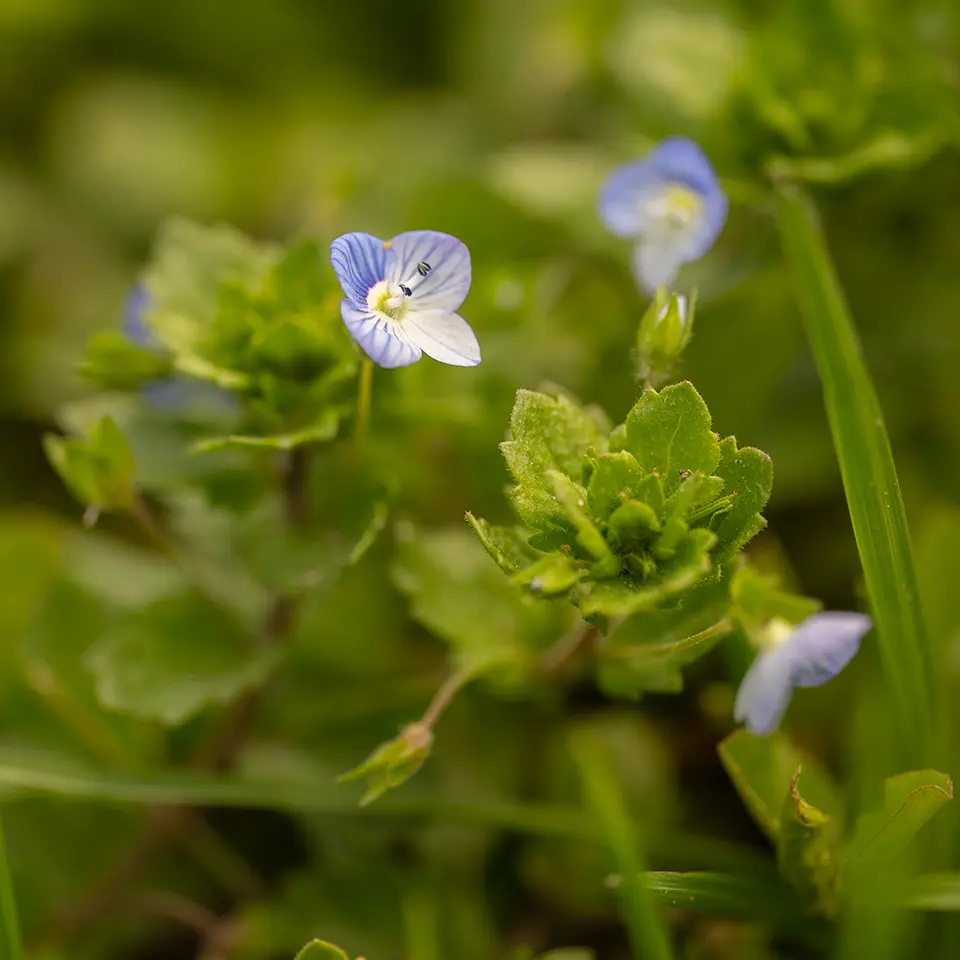 Ehrenpreis im Garten