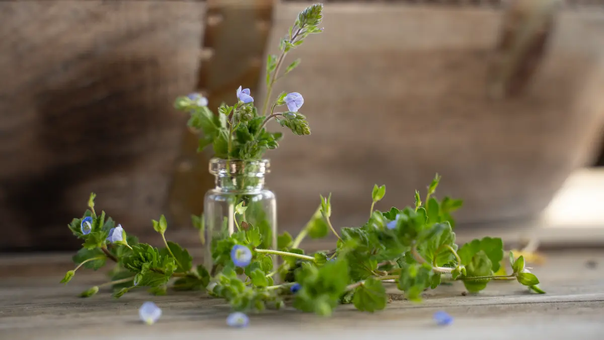 Ehrenpreis blüht im März