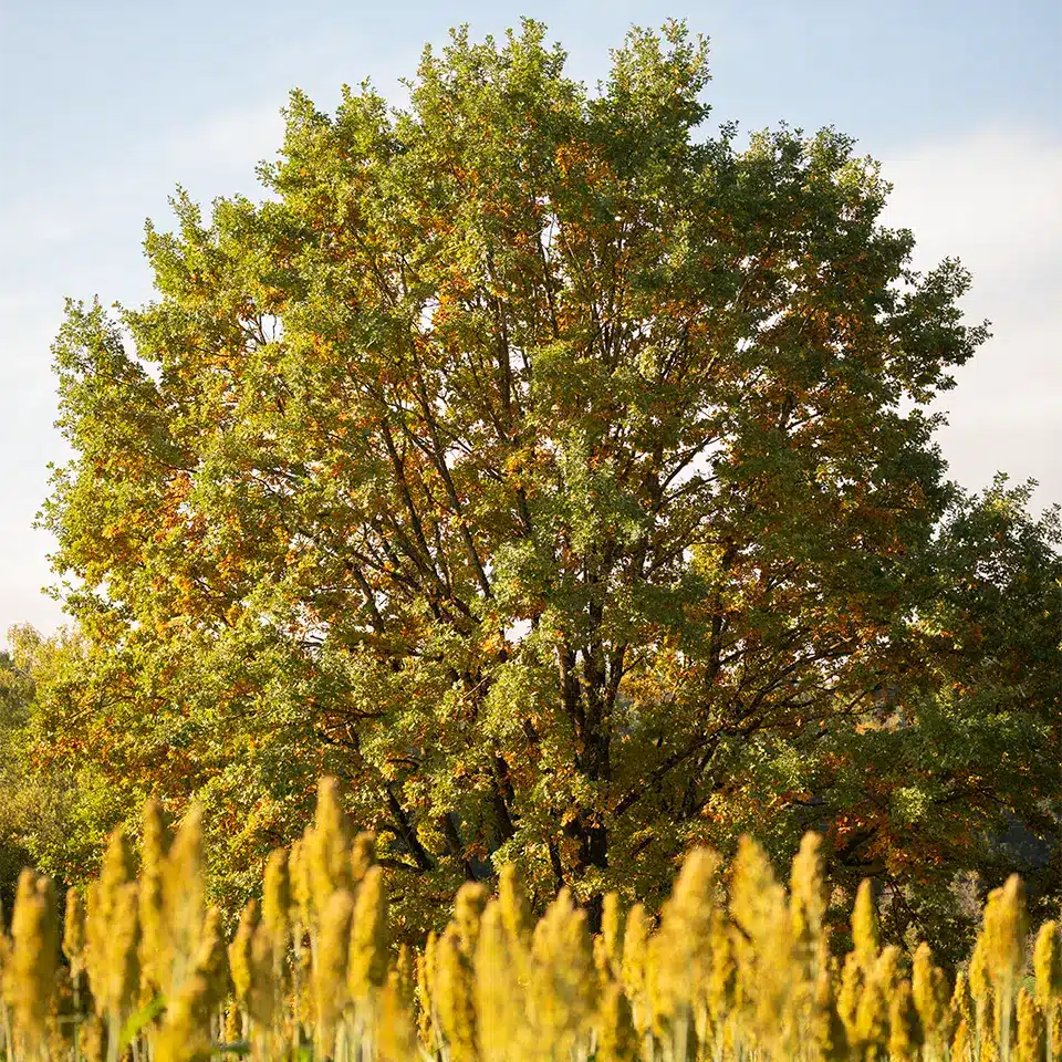 Eiche im Herbst