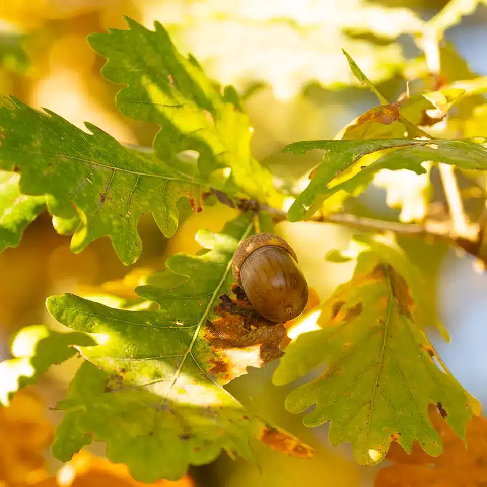 Eiche mit Eichel im Oktober