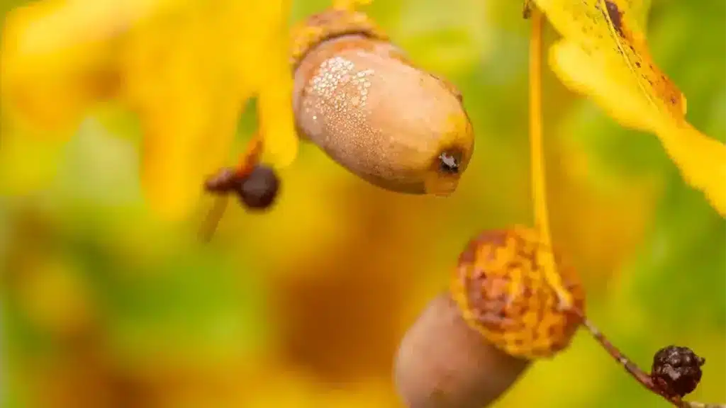 Reife Eicheln im Oktober am Baum, Makroaufnahme im herbstlichen Licht
