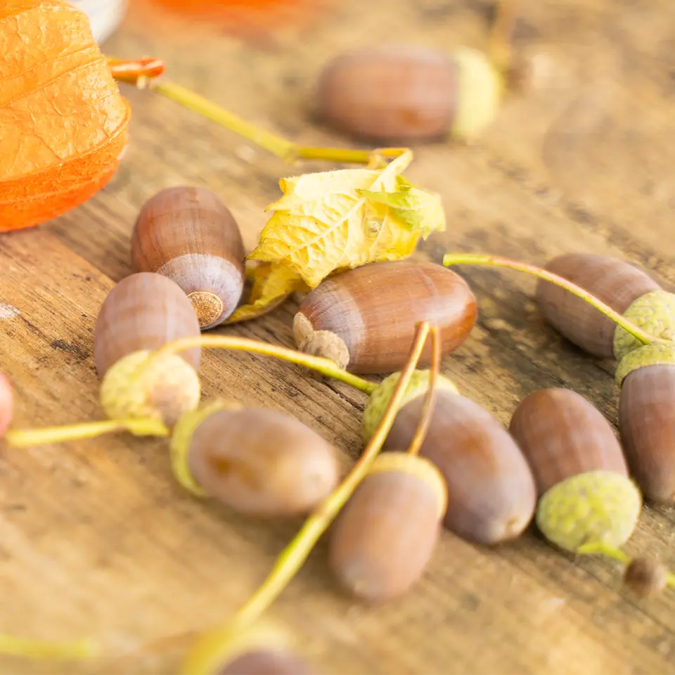 Eicheln im Herbst