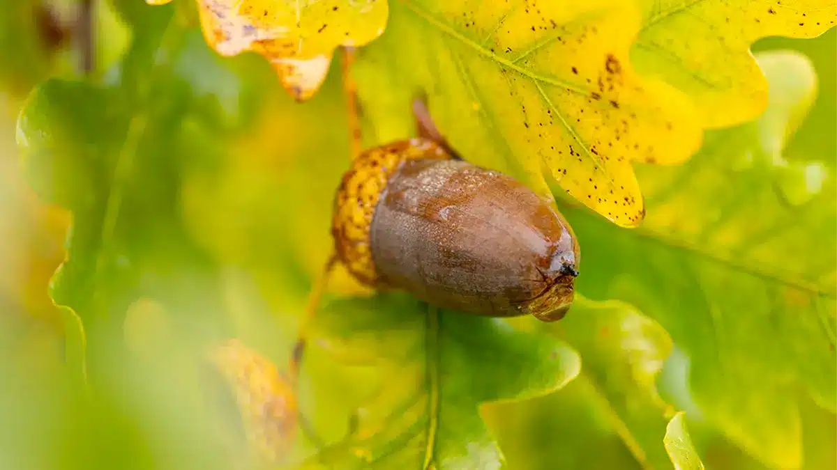 Eichel auf herbstlichem Eichenblatt im Oktober, natürliche Farben und weiches Licht – Symbolbild für Mastjahr mit vielen Eicheln im Herbst