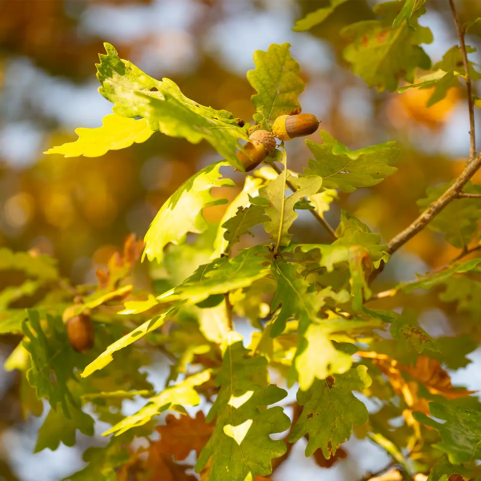 Eicheln im Oktober