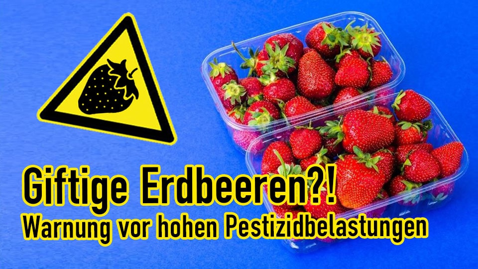Giftige Erdbeeren? Warnung vor hohen PEstizidbelastungen