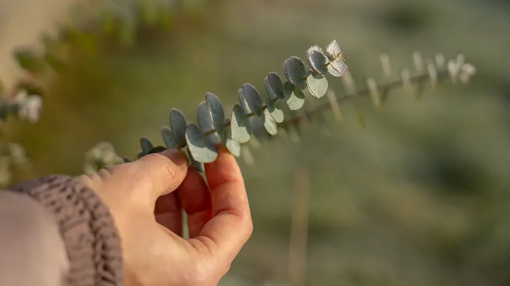 Hand berührt frische Eukalyptuszweige im Garten – perfektes Beispiel für Eukalyptus im November vor dem Überwintern.
