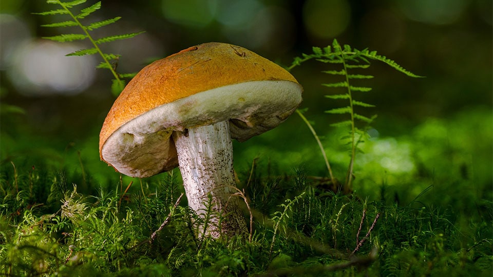 5 Fakten über Pilze, die du wissen solltest