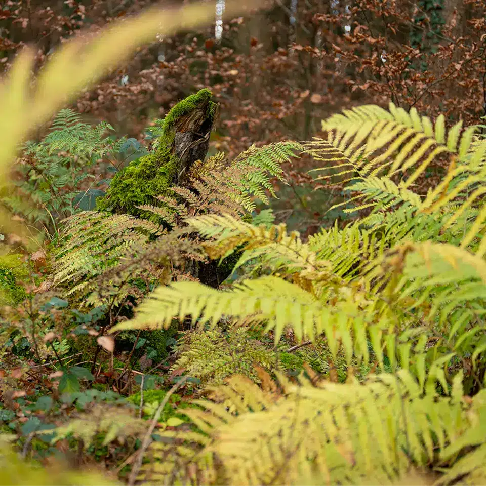 Farne im Wald