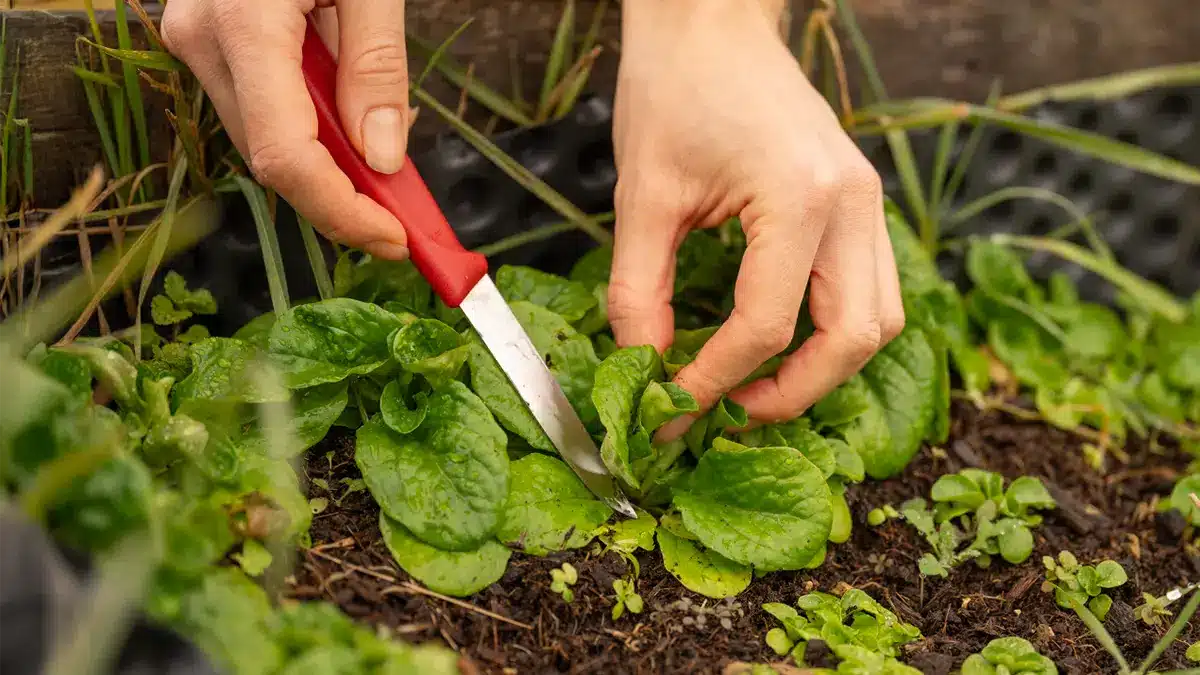 Feldsalat im Dezember richtig ernten