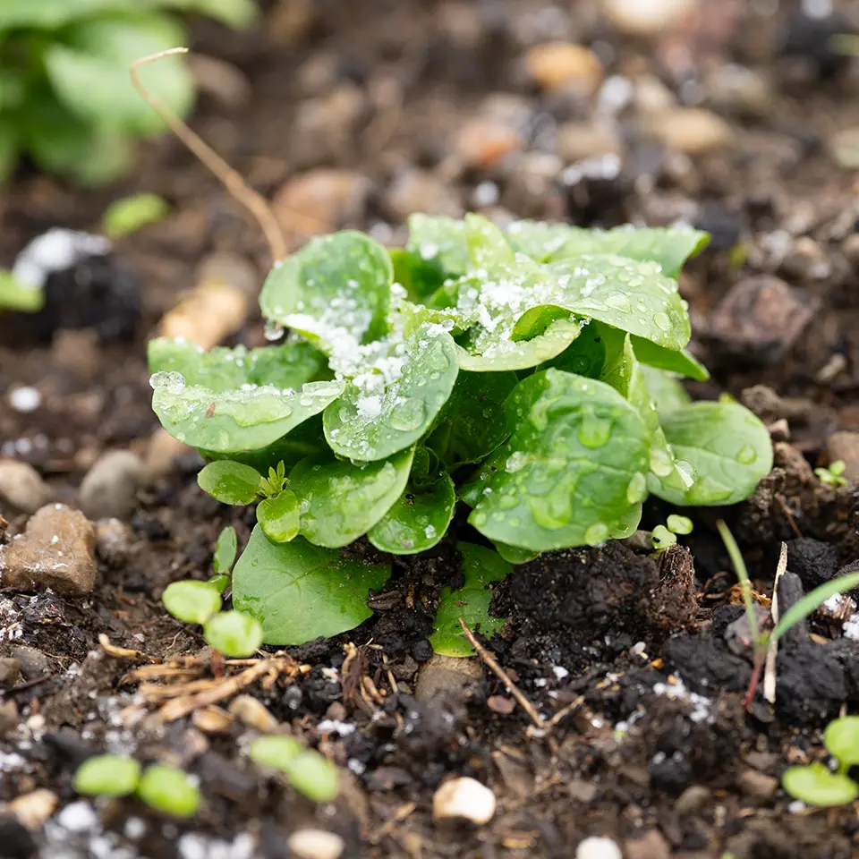 Feldsalat im Winter